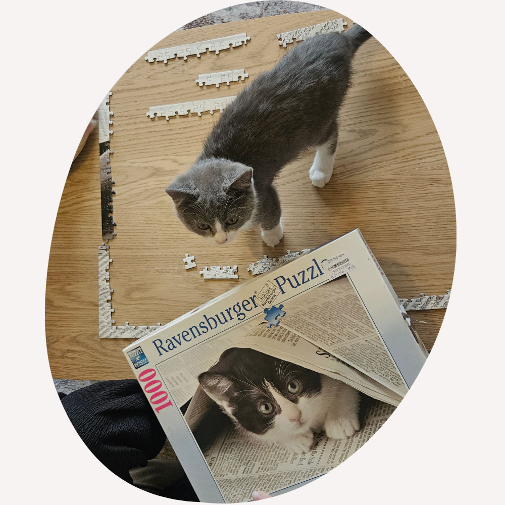 Nicole Howard kitten inside puzzle
